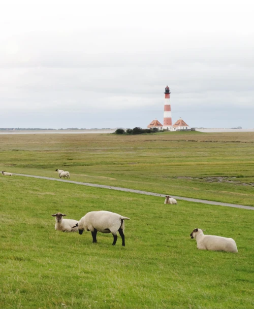 Weidende Schafe auf einer grünen Wiese mit Blick auf den rot-weißen Leuchtturm Westerheversand in der nordfriesischen Landschaft.