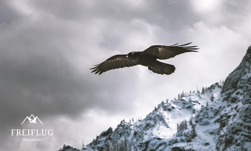 Adler im Flug vor einer schneebedeckten Berglandschaft und wolkenverhangenem Himmel, mit dem Logo des 'Freiflug Berg Resort'.
