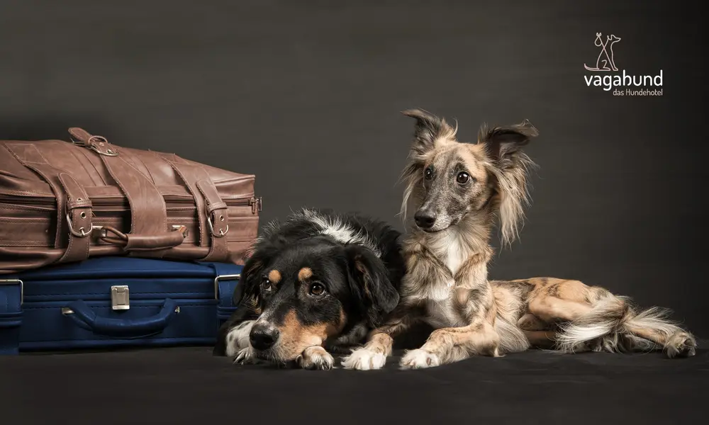 Zwei Hunde liegen vor dunklem Hintergrund neben einem braunen Lederkoffer und einem blauen Reisekoffer. Oben rechts das Logo des Hundehotels „Vagabund“.