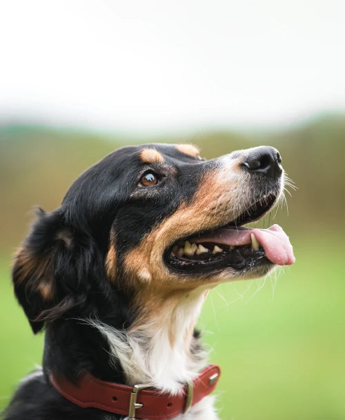 Zwei Hunde sitzen auf einem braunen Lederkoffer, der auf einem grünen Reisekoffer steht, vor dunklem Hintergrund.