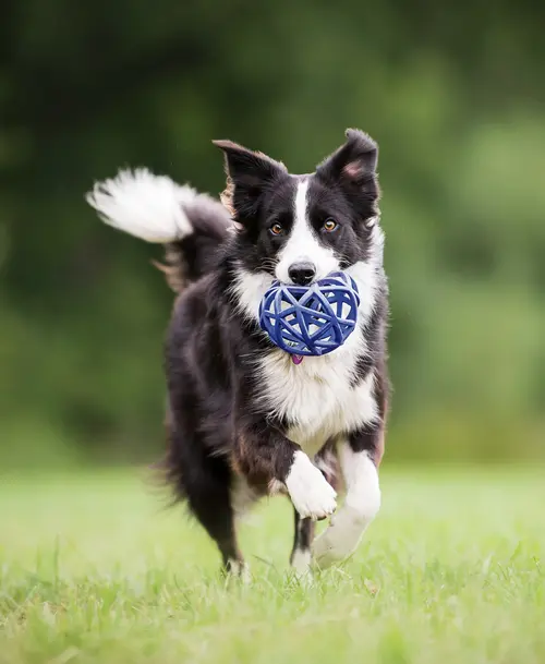 Schwarz-weißer Border Collie läuft über eine Wiese und trägt einen blauen Ball im Maul.